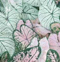 Como combinar cores e texturas no paisagismo perfeito