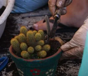 Descubra os Melhores Jardineiros para Manutenção em SP Descubra os Melhores Jardineiros para Manutenção em SP