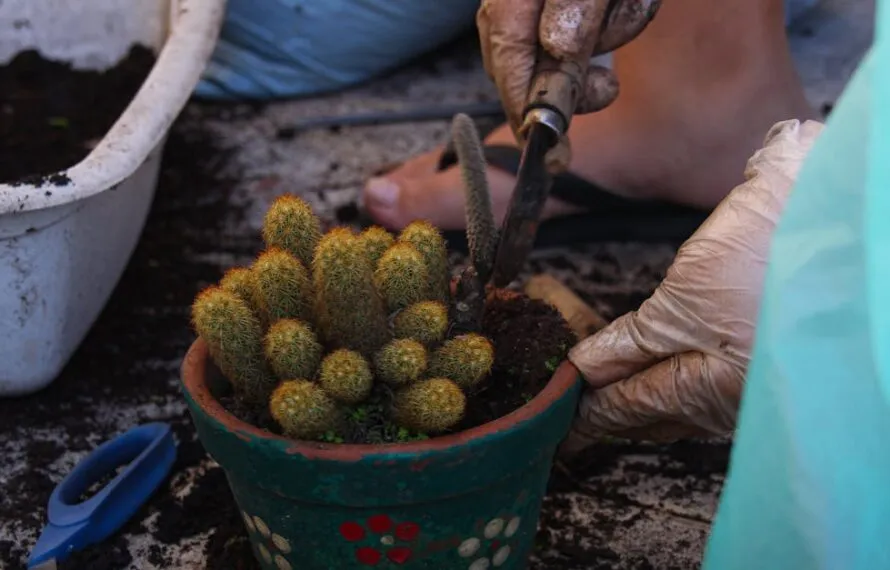 Descubra os Melhores Jardineiros para Manutenção em SP Descubra os Melhores Jardineiros para Manutenção em SP