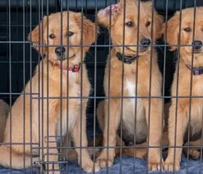 Descubra por que esse canil é referência em golden retriever