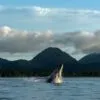 Onde ver baleias em Ubatuba: dicas imperdíveis!