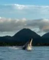 Onde ver baleias em Ubatuba: dicas imperdíveis!