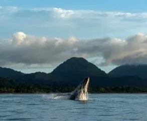 Onde ver baleias em Ubatuba: dicas imperdíveis!
