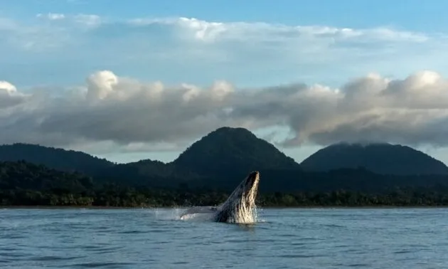 Onde ver baleias em Ubatuba: dicas imperdíveis!