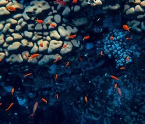 Descubra o roteiro de mergulho nas ilhas de SP