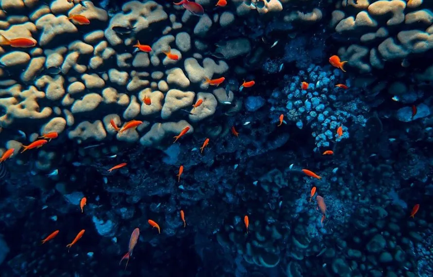 Descubra o roteiro de mergulho nas ilhas de SP