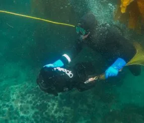 Descubra a magia de visitar a Praia do Camburizinho com snorkel Descubra a magia de visitar a Praia do Camburizinho com snorkel