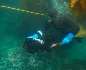 Descubra a magia de visitar a Praia do Camburizinho com snorkel