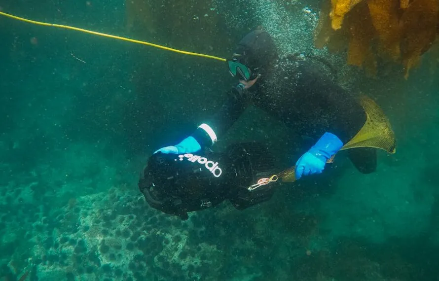 Descubra a magia de visitar a Praia do Camburizinho com snorkel Descubra a magia de visitar a Praia do Camburizinho com snorkel